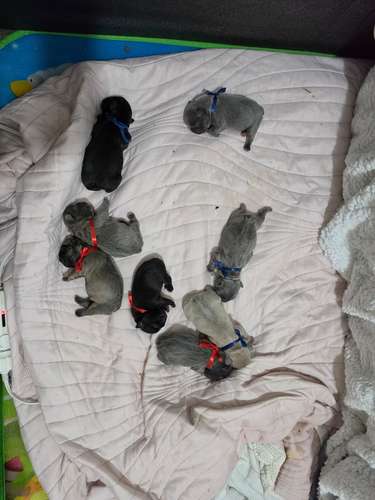 Hermosos Bulldogs Frances 