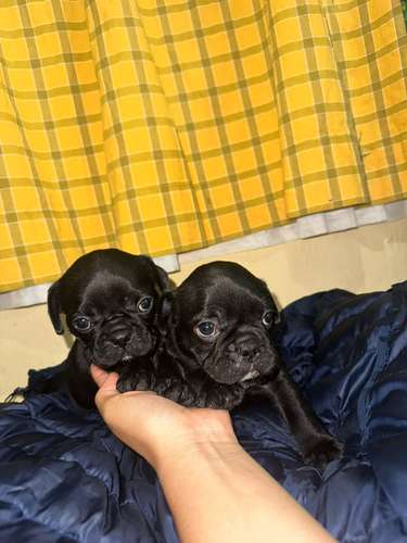 HERMOSOS CACHORRITOS PUG/ BULL DOG FRANCÉS 