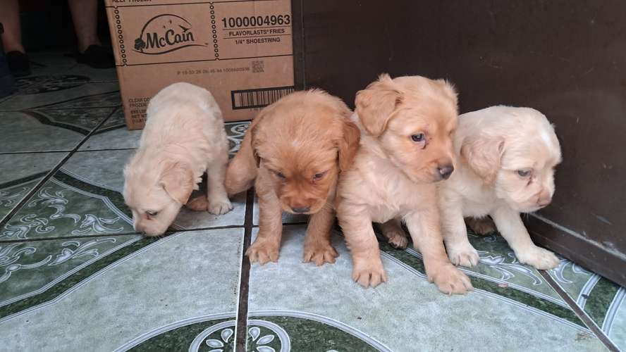 Cocker spaniel  - Imagen 6