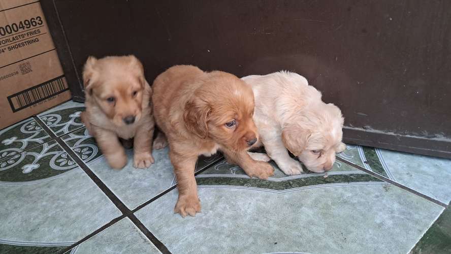 Cocker spaniel  - Imagen 4