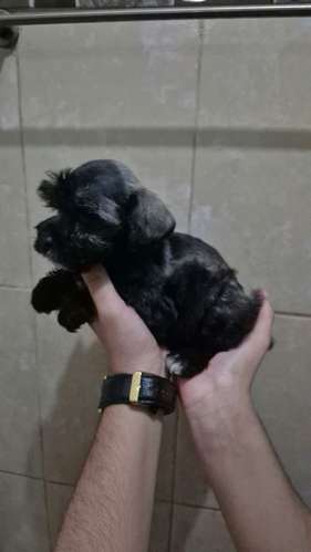 schnauzer legitimos - Imagen 4