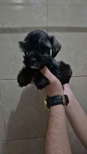 schnauzer legitimos - Imagen 2