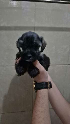 schnauzer legitimos - Imagen 3