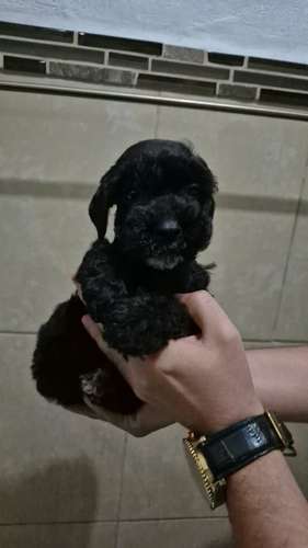 schnauzer legitimos