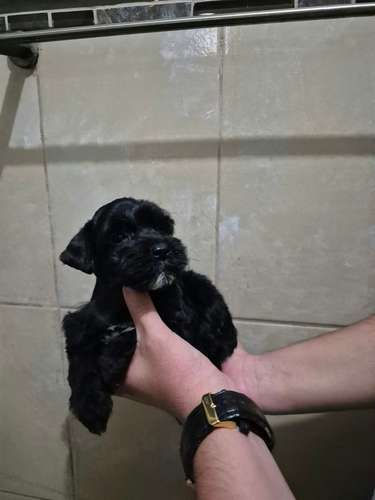 schnauzer miniatura  - Imagen 8