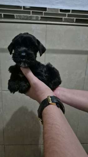schnauzer miniatura  - Imagen 4