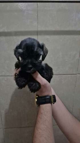 schnauzer miniatura  - Imagen 7