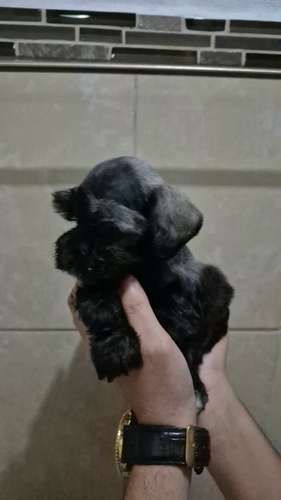 schnauzer miniatura  - Imagen 5