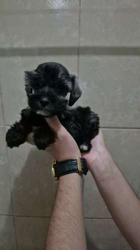 schnauzer miniatura  - Imagen 3