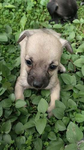chihuahuas miny - Imagen 3