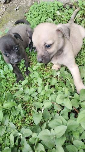 chihuahuas miny