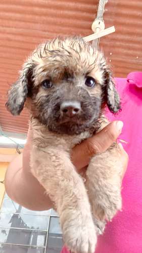 Preciosos fench poodle toy de os pequeños  - Imagen 2