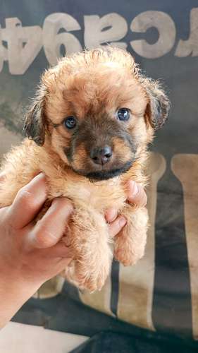 Hermosa french poodle toy hembra color caramelo 