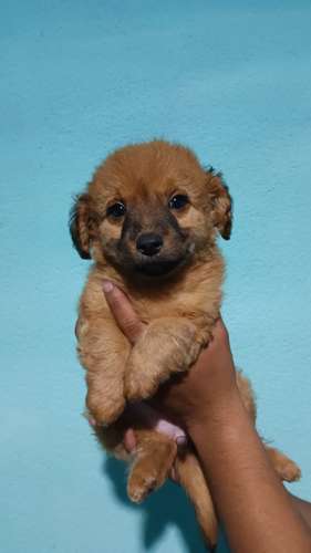 Hermosa french poodle toy hembra color caramelo 