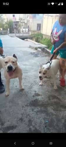 Dogos guatemaltecos 
