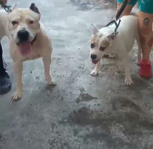 Dogos guatemaltecos  - Imagen 2
