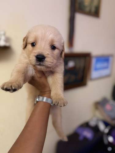 Cachorros Golden Retriever - Imagen 4
