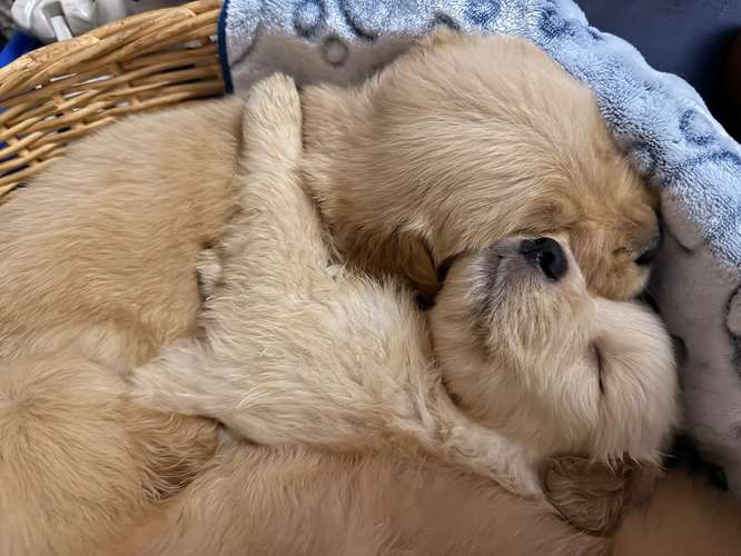 Cachorros Golden Retriever - Imagen 3