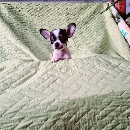 Chihuahua de bolsillo 