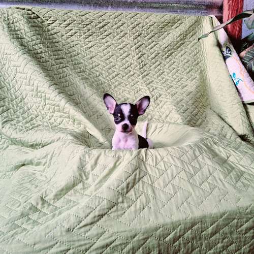 Chihuahua de bolsillo 