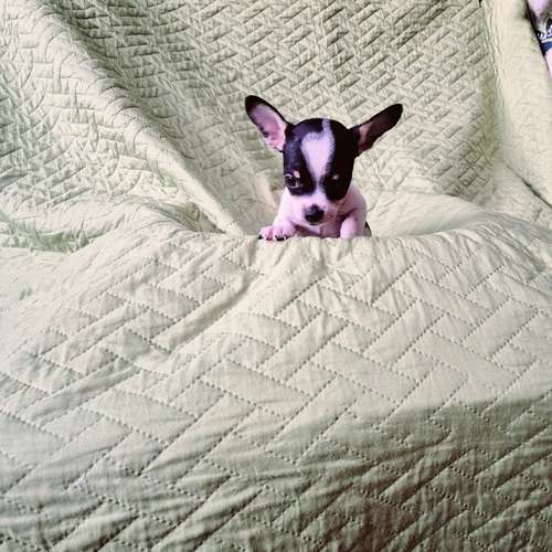 Chihuahua de bolsillo 