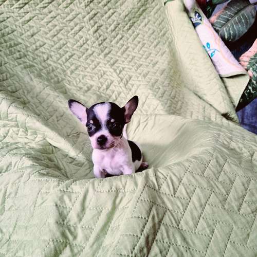 Chihuahua de bolsillo 