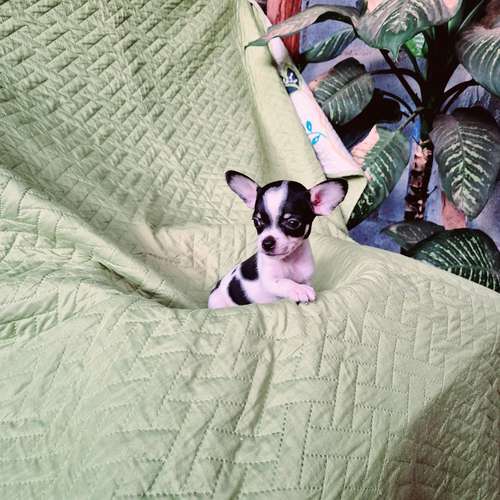 Chihuahua de bolsillo 