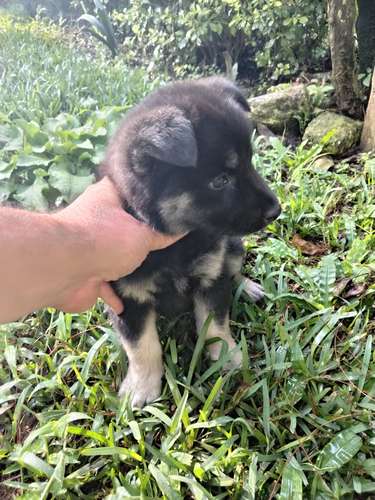 Pastor alemán hembla linda cachorra - Imagen 2