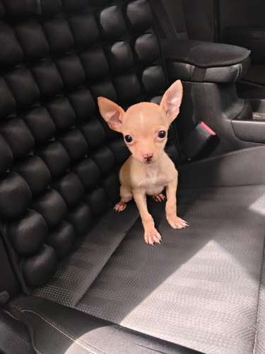 Chihuahua de bolsillo adorable machito