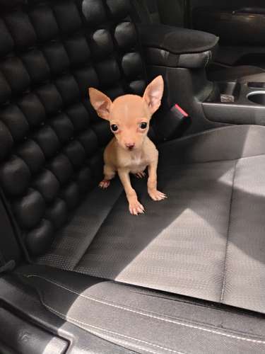 Chihuahua de bolsillo exclusivo machito - Imagen 2