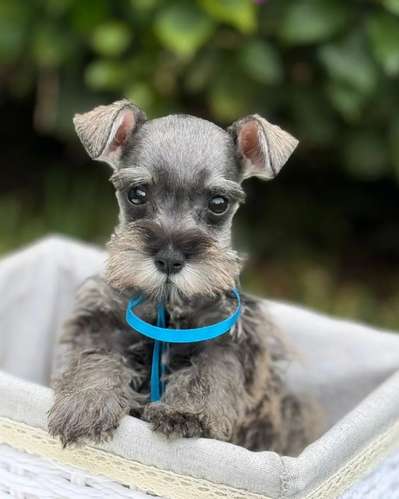 Hermosos Schnauzer Macho y Hembra