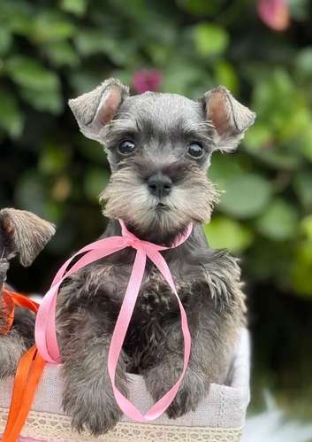 Hermosos Schnauzer  - Imagen 3