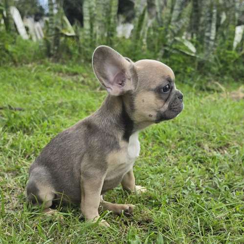 Hembra Bulldog Frances