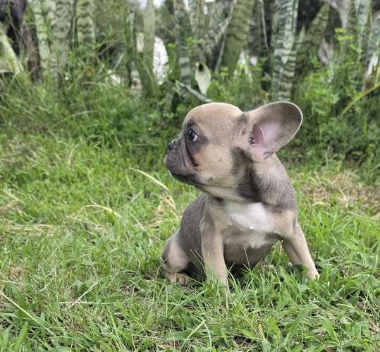 Hembra Bulldog Frances - Imagen 2