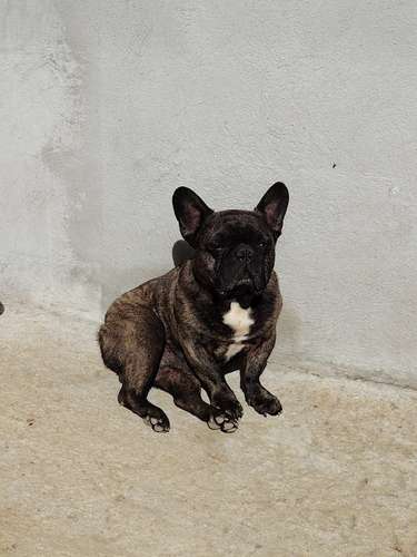 Hembra Bulldog Frances - Imagen 4
