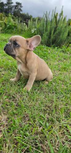 Macho Bulldog frances