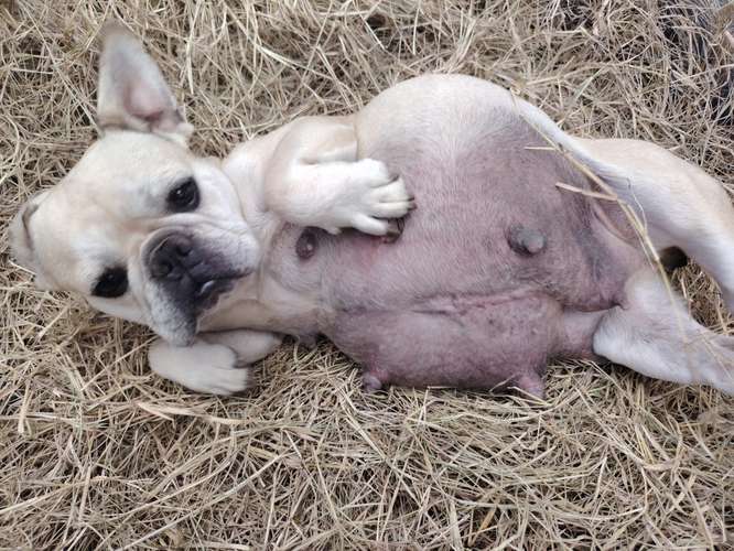 Macho Bulldog frances