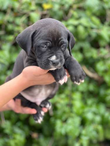 Pitbull Bully 