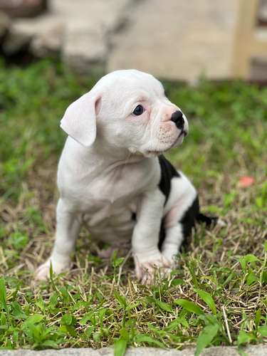 Pitbull Bully 