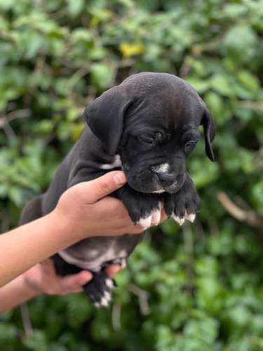 Pitbull Bully 