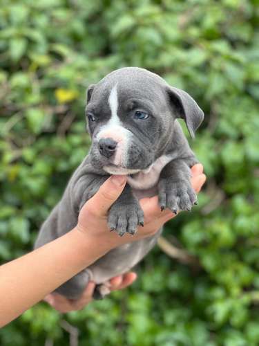 American Bully 