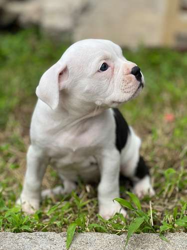 American Bully 