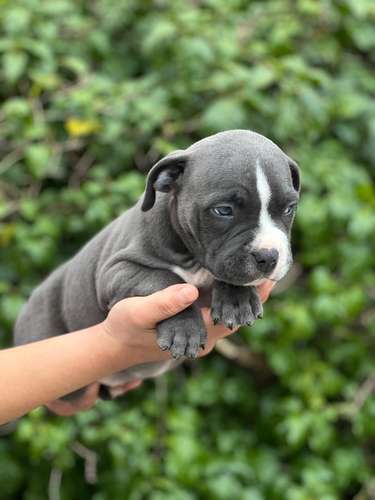 American Bully 