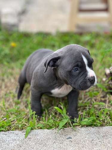 American Bully 