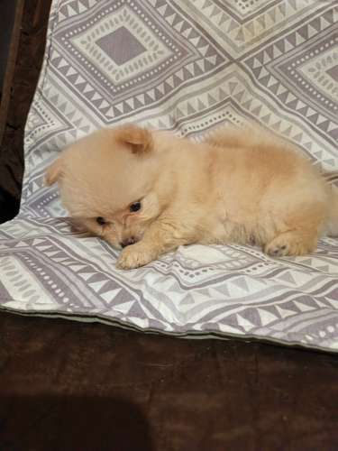 POMERANIA SPITZ ALEMÁN  - Imagen 4
