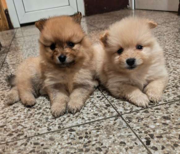 POMERANIA SPITZ ALEMÁN  - Imagen 2