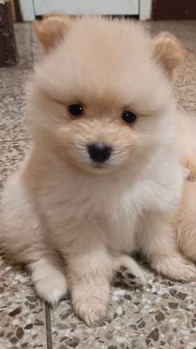 POMERANIA SPITZ ALEMÁN 