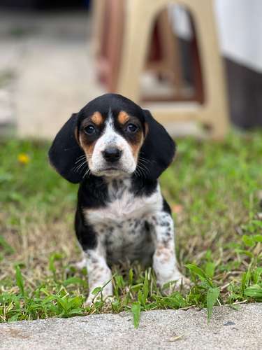 Beagle 