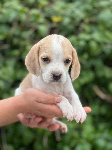 Beagle 
