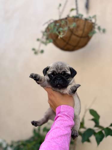 Pug macho